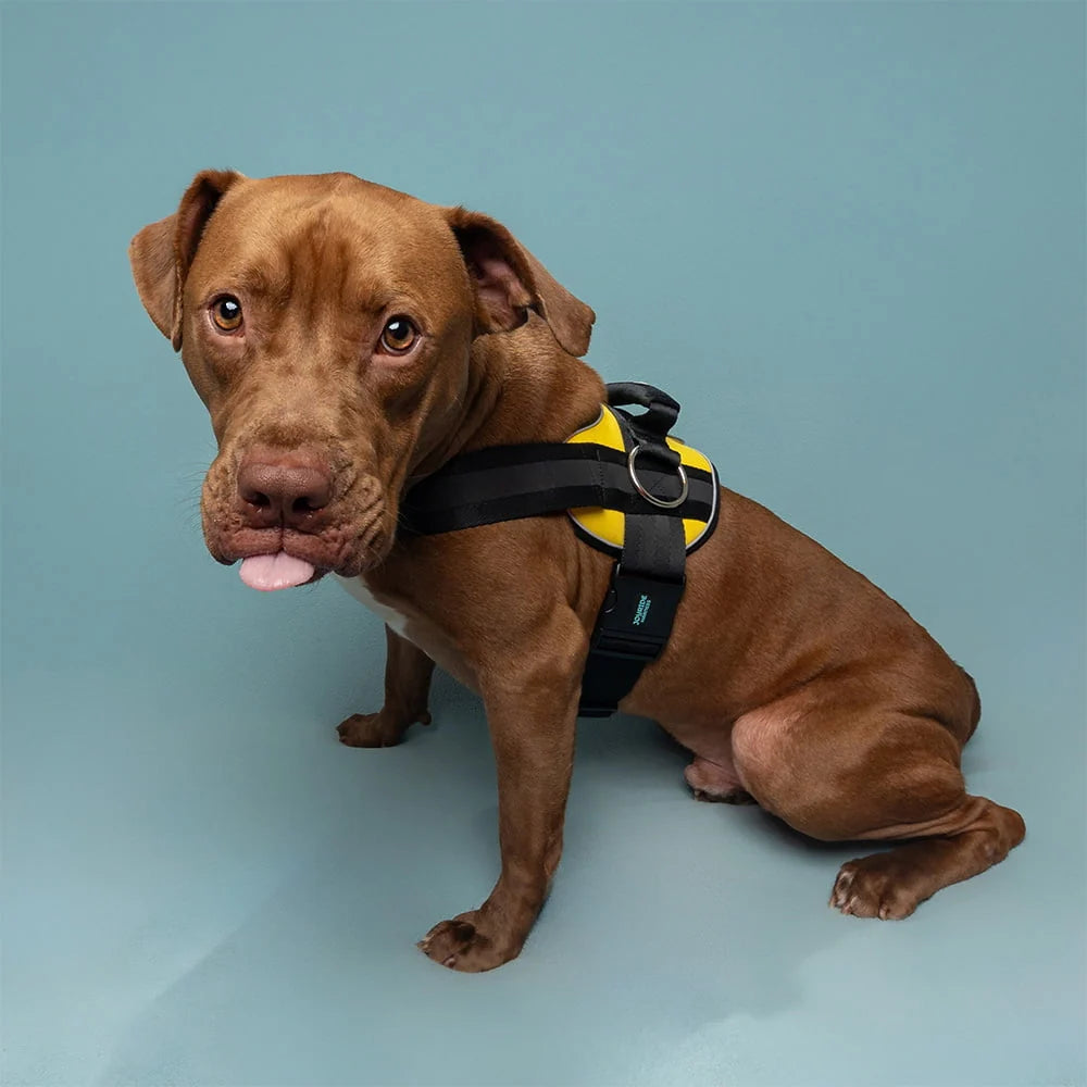Sunshine Yellow Joyride Premium Advanced Dog Harness 2.0