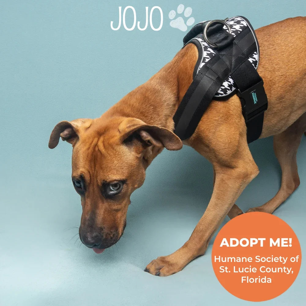 Howlin' Houndstooth Joyride Premium Advanced Dog Harness 2.0