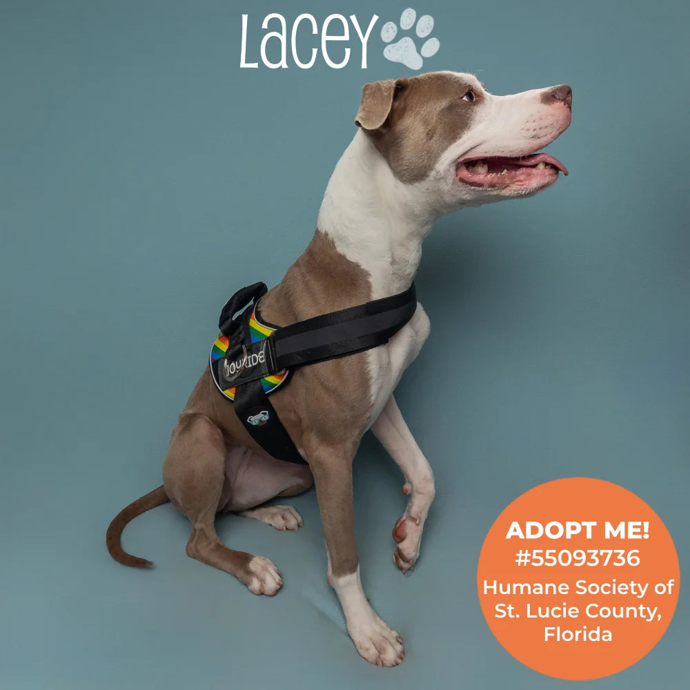Rainbow Joyride B Grade Premium Advanced Dog Harness 2.0